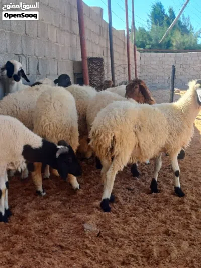 9 فطيمه 4 خرفان 2