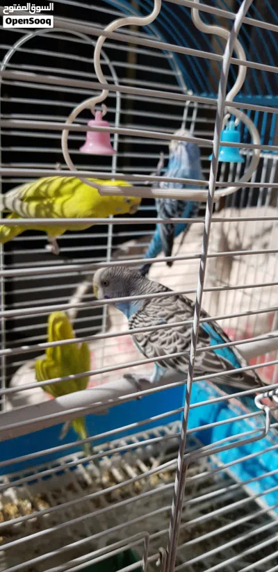 طيور الحب البدجي ذكر وانثي ونبيع بالحبه 2