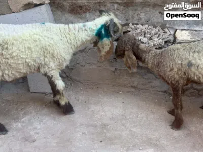 خروف مع عابوره للبيع 3