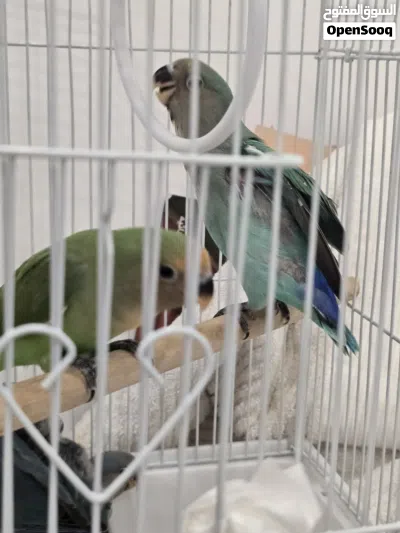 للبيع فراخ لفبيرد روز عمر شهر الطير على 12 دينار Lovebird chicks for sale, one month old, price p 2