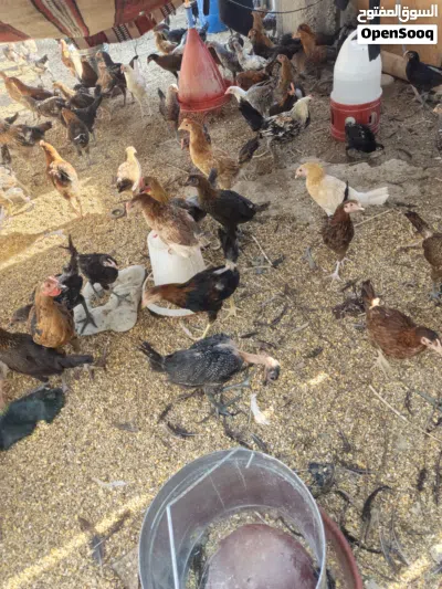 دجاج بلدي و فيومي وأبو رقيبه صحة ونظافة تبارك الرحمن 4