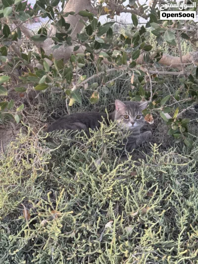 قطط للتبني لمدة شهرين لدواعي السفر- cats for adoption for 2 months because of traveling 3