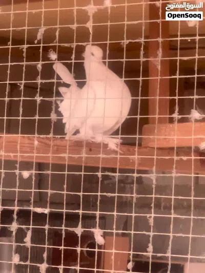 حمام عرايس 3