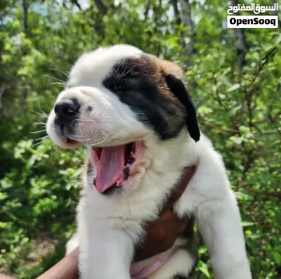 Purebred Saint Bernard Puppy Healthy, Fluffy & Ready for a Loving Home. 2