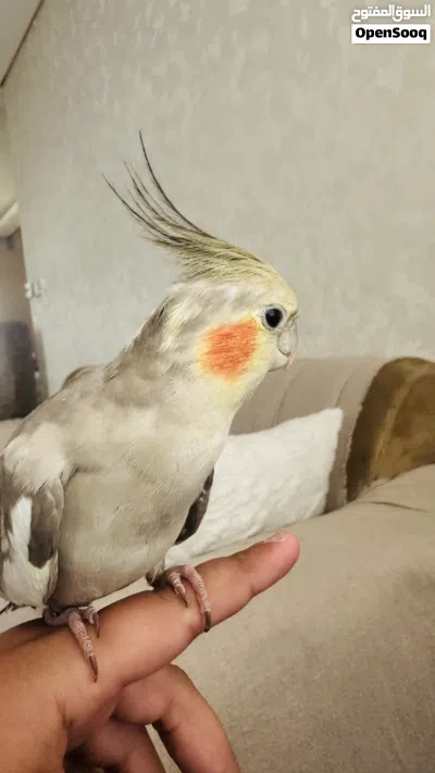 كوكتيل اليف شوف الوصف احسن 3