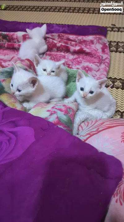 بزون مع اطفالها عدد 5 للبيع 3