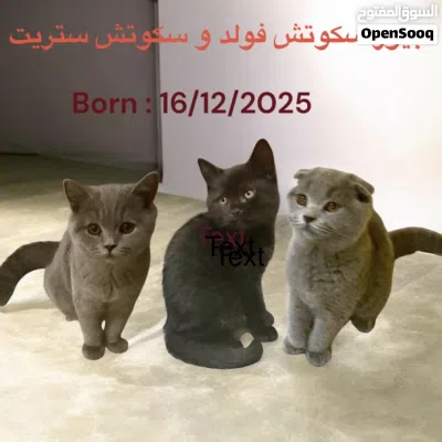 undefined 4