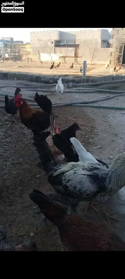 دجاج. عرب أصلي وبركيبه بياض صحه خير من لله 3