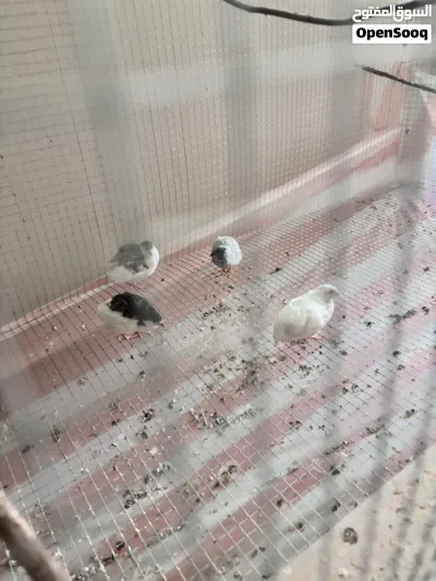 Button Quail 2