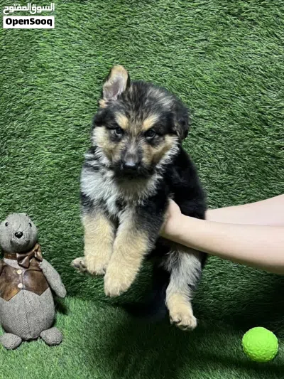 German shepherd puppies 2