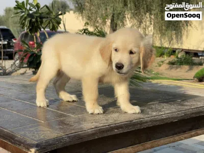 Golden Retriever Puppies 2