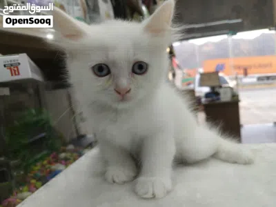 kitten person 2