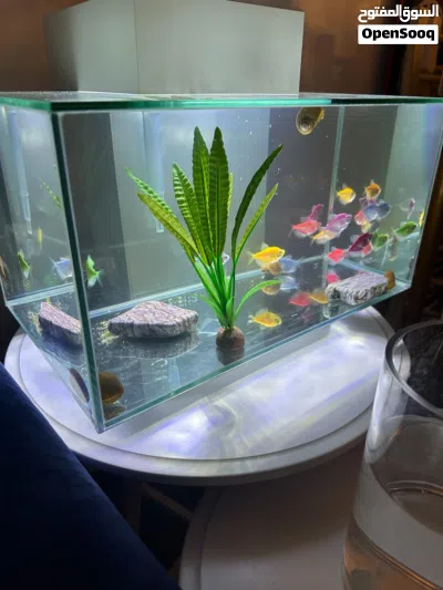 fluval edge 23 litre fish tank 2