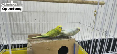 طيور حب مع القفص 2