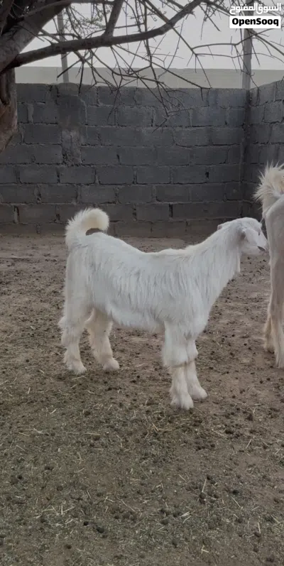 صخل من حلال الجواميد 2