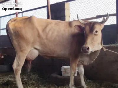 بقره جيرسي مربيه عجله وصف مهم جدا 2