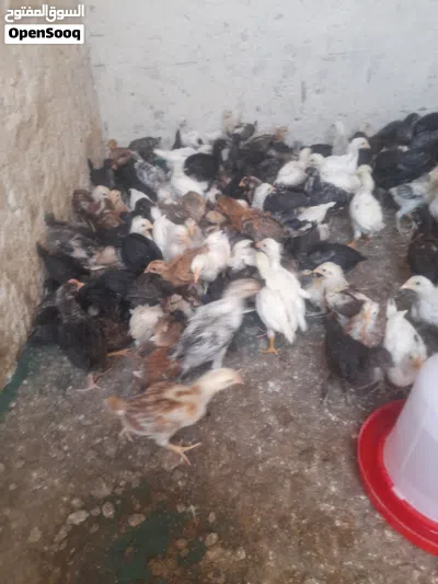 صوص دجاج بلدي 2