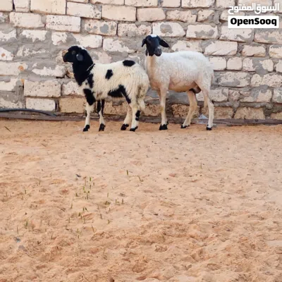 السلام عليكم نعجه تنيه تحتها فطيمه للبيع المكان تاجوراء 2