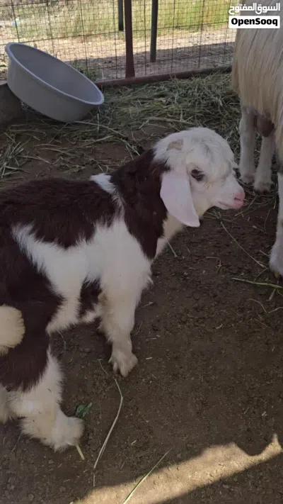 جدي من حلال الرحوب البيور 3