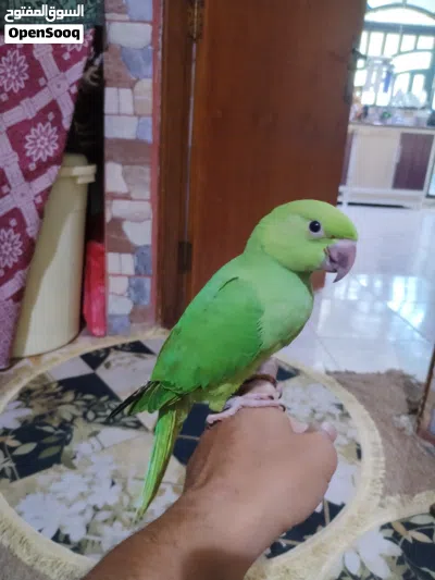 دره تبزيري طير مرتب وخشن اقرا التفاصيل.. 2