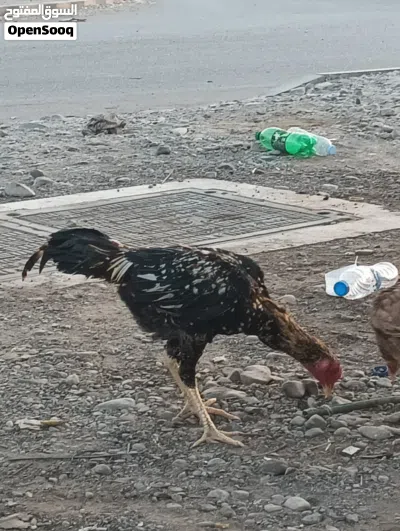 Pakistani bread jawa 100 person quality fighter chicken 4