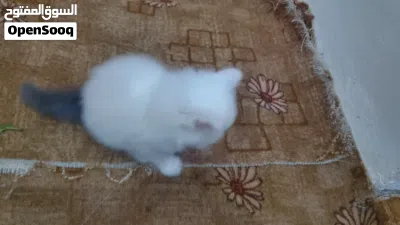 قط مااعرف نوعة مثل ماموضح بصورة 2