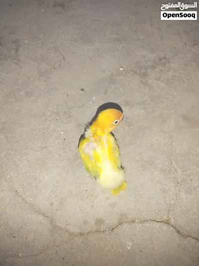 متاح فرخ غندور 3