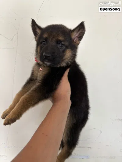 GSD Puppies 3