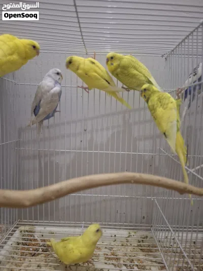 budgies for sale (Carefully bred by my son with great colours) 50 riyal per bird 550 for all but 2 2