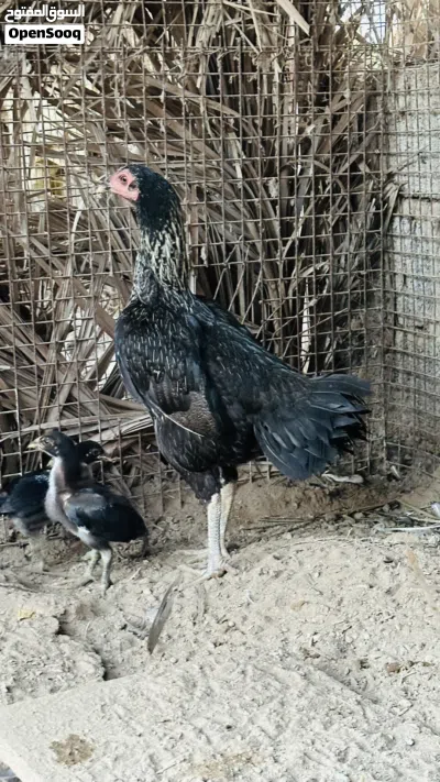 دجاجه باكستانيه العمر سنه و8 شهور تقريبا 3