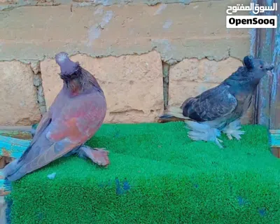 حمام استرالي 4