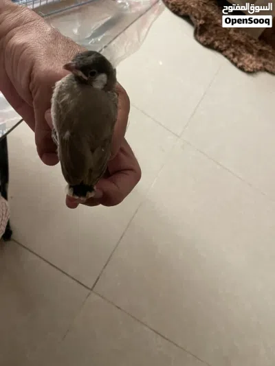 بلبل خد ابيضّ بحاله جيده ونشيط عمره تقريبا ثلاث أسابيع صحته أمورها طيبه ميه بالميه 3