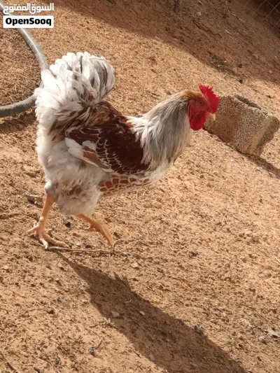 كوبية وندوت 2
