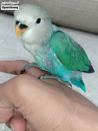 سلام عليكم . للبيع او تبديل 2
