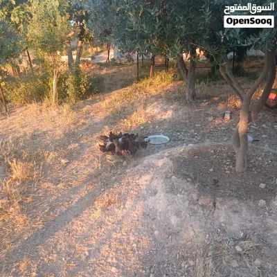 صوص بلدي الكرك 3