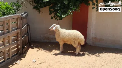 خروف وطني ربي يبارك عمره ف7شهور سليم من العيوب مسلان مشالله متع تربيه او موس لبيدبح 2