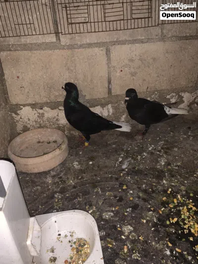 جوز عبسي + جوز زواجل معهم فرك 3