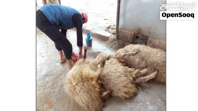 بسم الله كل عام وانتم بخير جزار اضاحي 4