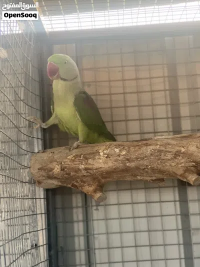 ببغاء نيبالي 3