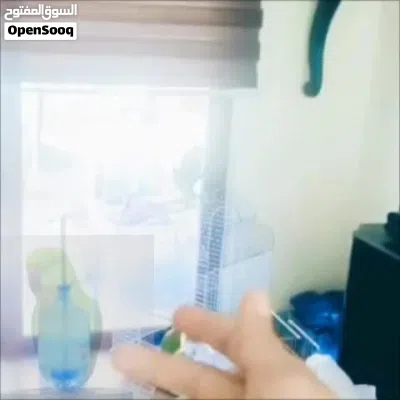 ببغاء درة للبيع 2