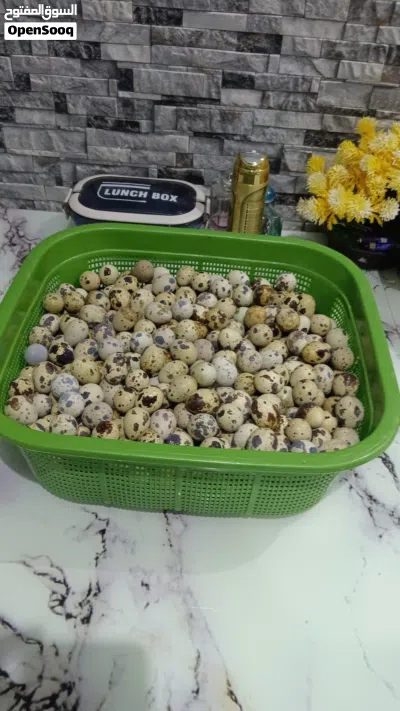 بيض سمان مخصب نسبة التخصيب عالية تجميع كل يوم مرتين ( الوصف مهم ) 2