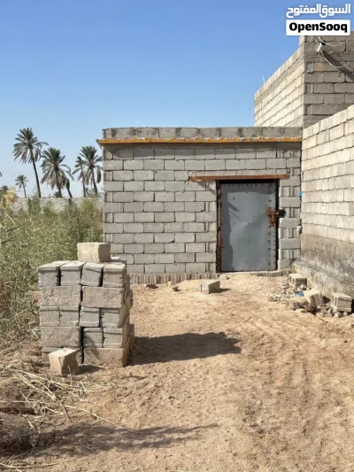 بستان دونم ونصف في ابو الخصيب (اللگطة) 3