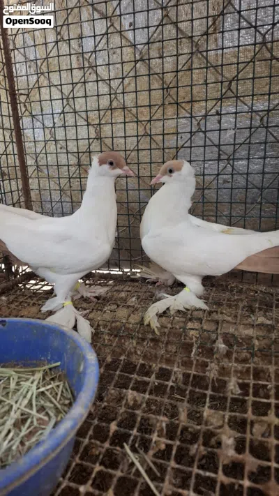 ازواج حمام زينة فاخرة عينك ميزانك وحجول حمام زينة 3