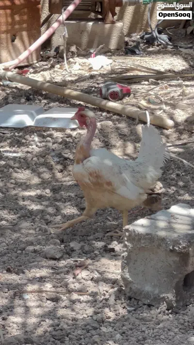 دجاجت عرب وديج كيوتي 2
