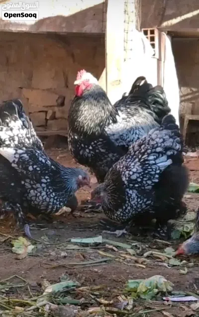 متوفر بيض دجاج برهما عملاق للون ربي يبارك 2