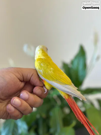 ببغاء صن شيك 4