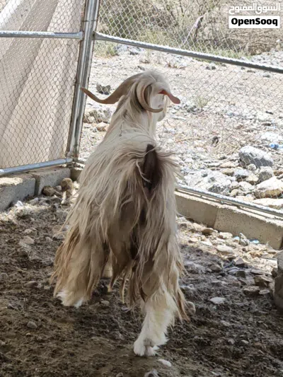 تيس نوع رحبي سيمين 3