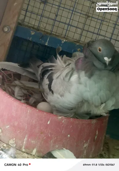 حمام زينه زوج كشكي وفحل أبو الفوطه أصلي مفول 2