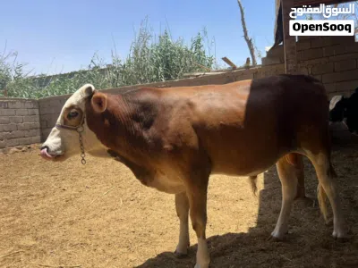 عجول كلمن وسعره البصره 4