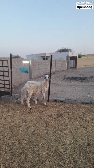 جاعده تحتها كبش للبيع 3
